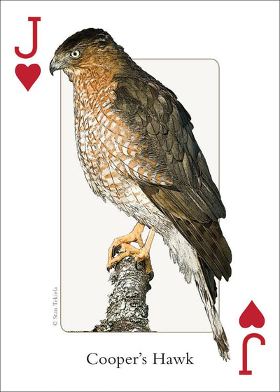 Birds of Midwest Playing Cards